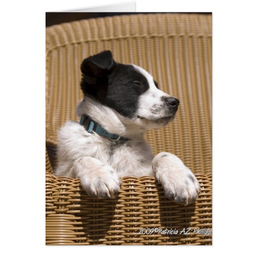 Border Collie Heeler Mix Dog Sleepy Puppy Foto (Vorne)