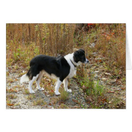 Border-Collie-Herbst