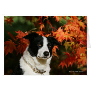 Border Collie Herbst Headshot