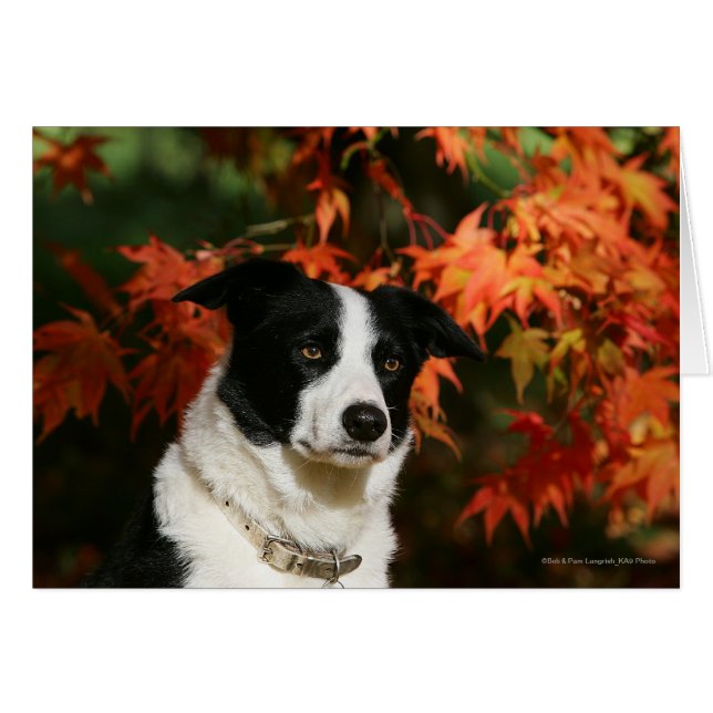 Border Collie Herbst Headshot (Vorderseite (Horizontal))