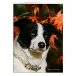 Border Collie Herbst Headshot