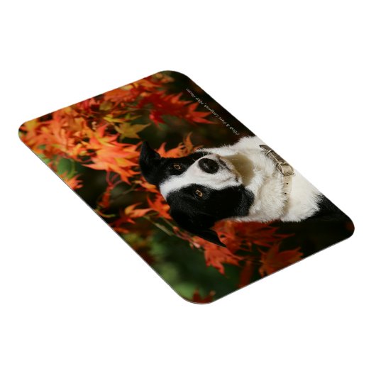 Border Collie Herbst Headshot Magnet (Rechte Seite)