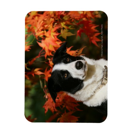 Border Collie Herbst Headshot Magnet (Vertikal)