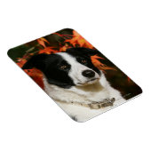 Border Collie Herbst Headshot Magnet (Rechte Seite)