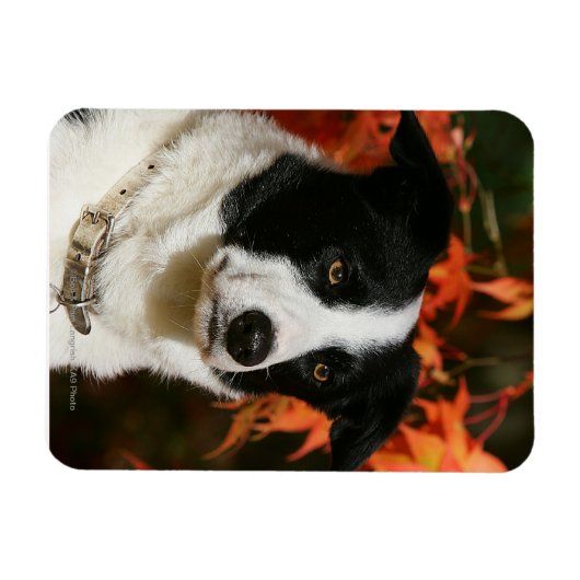 Border Collie Herbst Headshot Magnet (Horizontal)