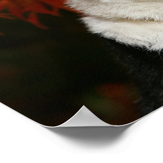 Border Collie Herbst Headshot Poster (Ecke)