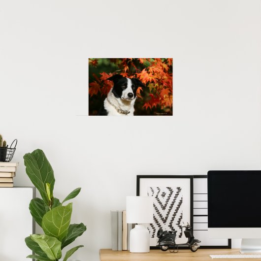 Border Collie Herbst Headshot Poster (Heimbüro)