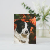 Border Collie Herbst Headshot Postkarte (Stehend Vorderseite)