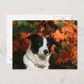 Border Collie Herbst Headshot Postkarte (Vorne/Hinten)