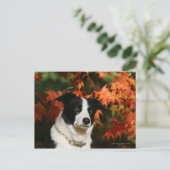 Border Collie Herbst Headshot Postkarte (Stehend Vorderseite)