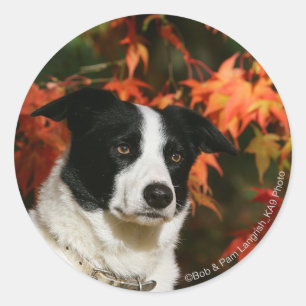 Border Collie Herbst Headshot Runder Aufkleber