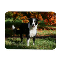 Border Collie Herbst Stehend