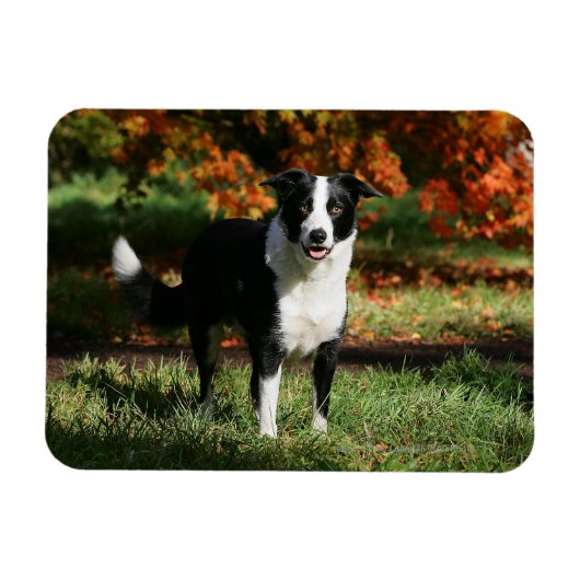 Border Collie Herbst Stehend Magnet (Horizontal)