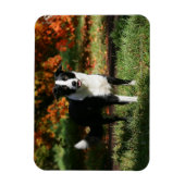 Border Collie Herbst Stehend Magnet (Vertikal)