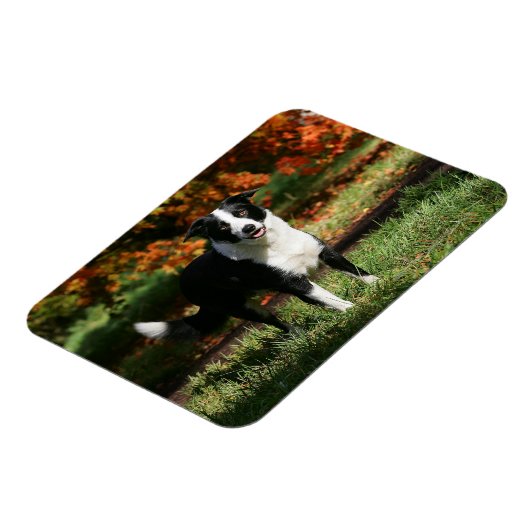 Border Collie Herbst Stehend Magnet (Linke Seite)