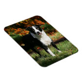 Border Collie Herbst Stehend Magnet (Rechte Seite)