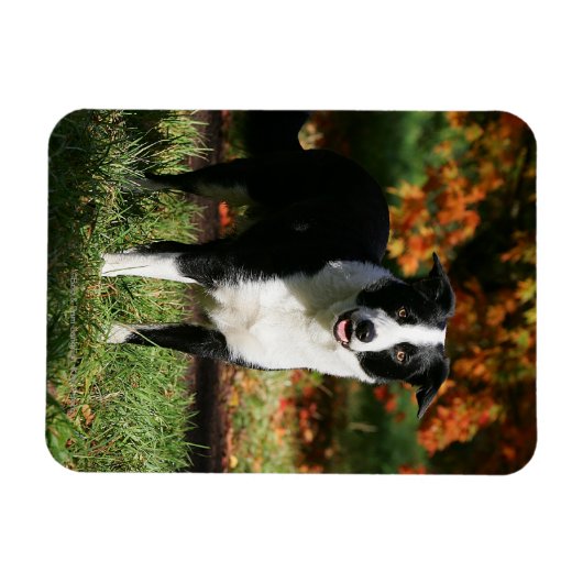 Border Collie Herbst Stehend Magnet (Horizontal)