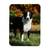Border Collie Herbst Stehend Magnet (Vertikal)