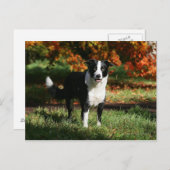 Border Collie Herbst Stehend Postkarte (Vorne/Hinten)