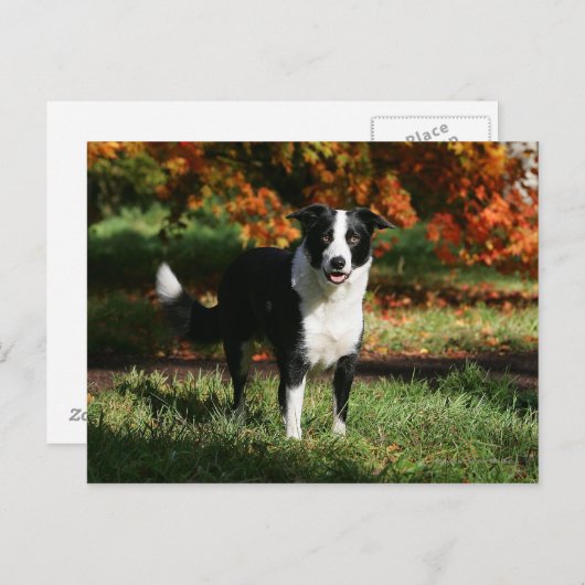 Border Collie Herbst Stehend Postkarte (Vorne/Hinten)