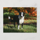 Border Collie Herbst Stehend Postkarte (Vorderseite)