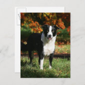 Border Collie Herbst Stehend Postkarte (Vorne/Hinten)