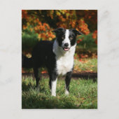 Border Collie Herbst Stehend Postkarte (Vorderseite)