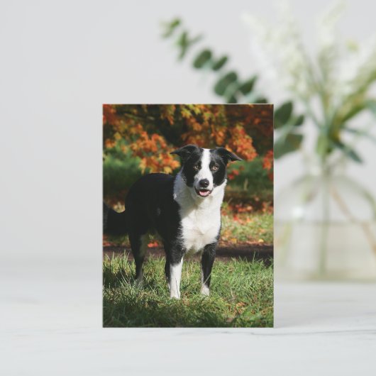 Border Collie Herbst Stehend Postkarte (Stehend Vorderseite)