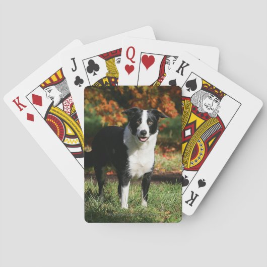 Border Collie Herbst Stehend Spielkarten (Rückseite)