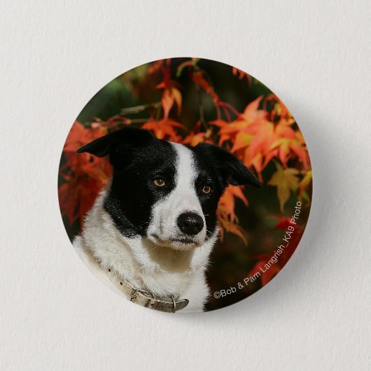 Border-Collie-HerbstHeadshot Button (Vorderseite)