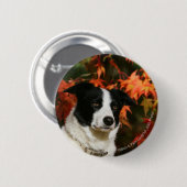 Border-Collie-HerbstHeadshot Button (Vorne & Hinten)