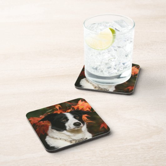 Border-Collie-HerbstHeadshot Getränkeuntersetzer (Rechte Seite)