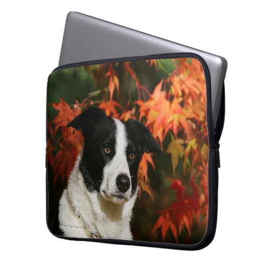 Border-Collie-HerbstHeadshot Laptopschutzhülle (Vorderseite Links)