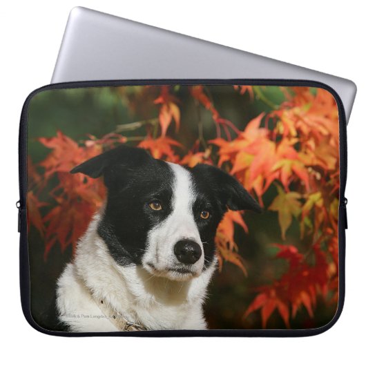 Border-Collie-HerbstHeadshot Laptopschutzhülle (Vorderseite)