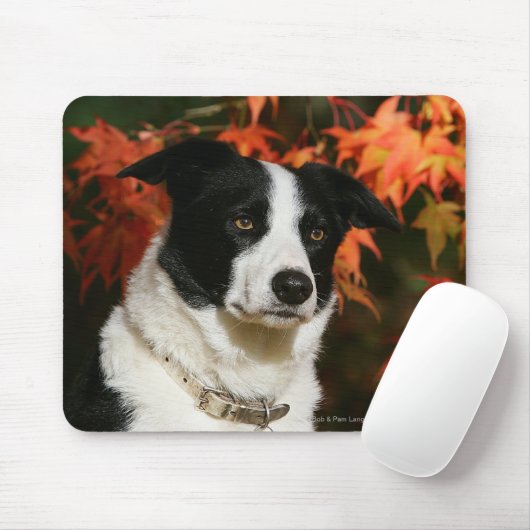 Border-Collie-HerbstHeadshot Mousepad (Mit Mouse)