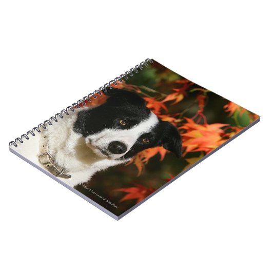 Border-Collie-HerbstHeadshot Notizblock (Linke Seite)