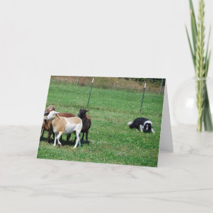 Border Collie Herding Sheep Note Card Karte