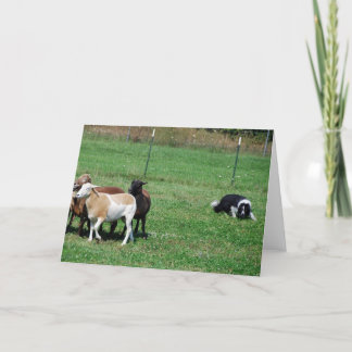 Border Collie Herding Sheep Note Card Karte