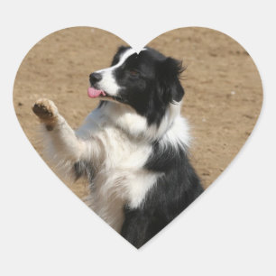 Border Collie Herz-Aufkleber
