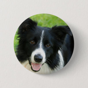 Border-Collie-Hund addieren Text-Haustier Button