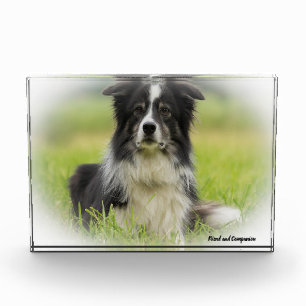 Border Collie Hund Fotoblock