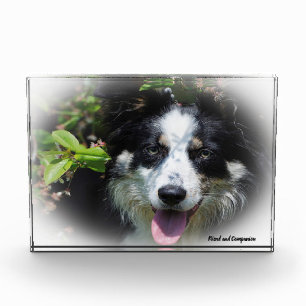 Border Collie Hund Fotoblock