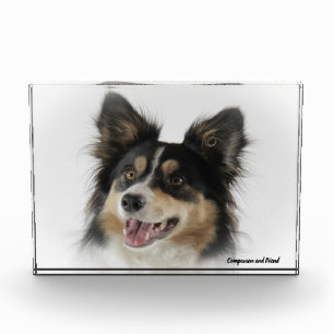 Border Collie Hund. Fotoblock