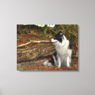 Border Collie Hund im herbstlichen Laubwald Leinwanddruck