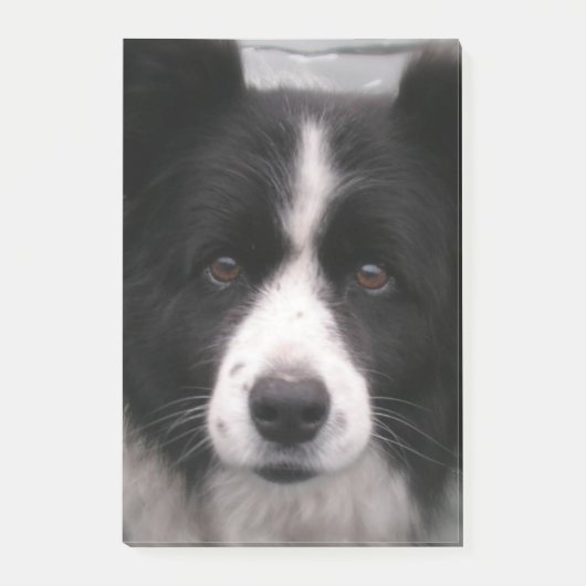 Border-Collie-Hund Post-it Klebezettel (Vorderseite)