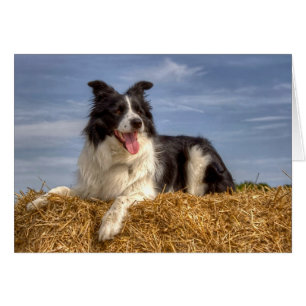 Border Collie Hund ruht auf einem Heuballen im Som