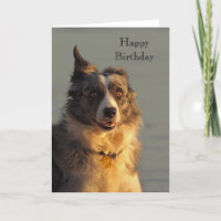 Border Collie Hund Running Happy Birthday Card