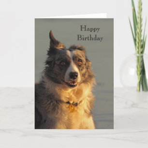 Border Collie Hund Running Happy Birthday Card Karte