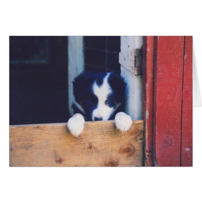 Border-Collie-Hündchen-Karte (Vorderseite (Horizontal))