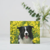 Border Collie Hunde Portrait Postkarte (Stehend Vorderseite)
